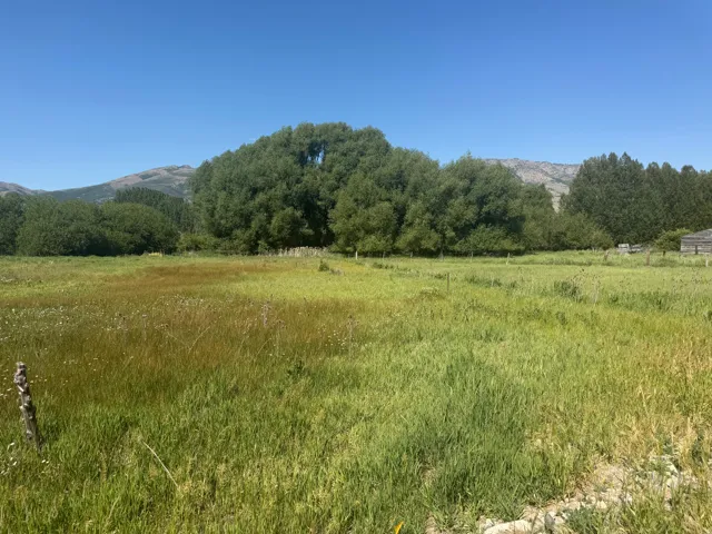 Expansive green field featuring varied grasses and mature trees, set against a mountainous backdrop
