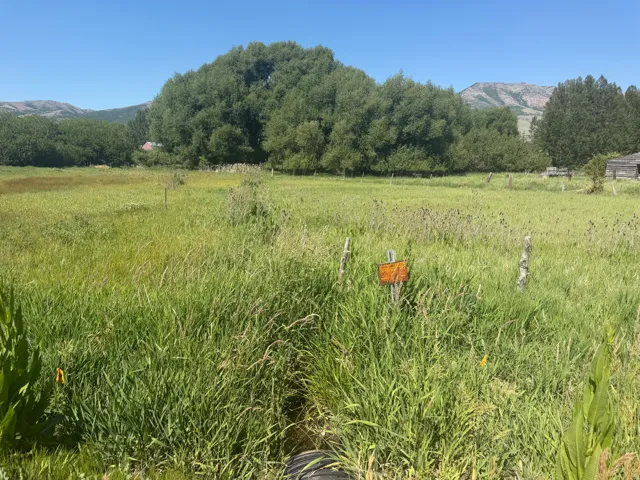Expansive green field with natural grasses