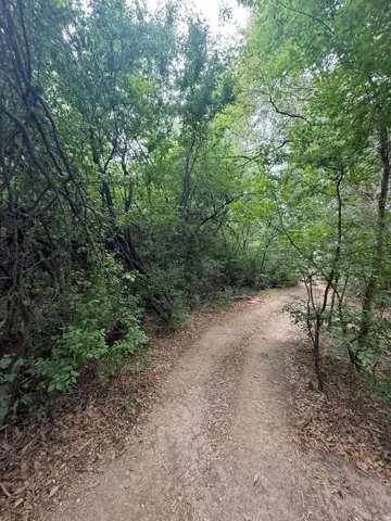 Unpaved path bordered by dense, mature foliage and scattered fallen leaves