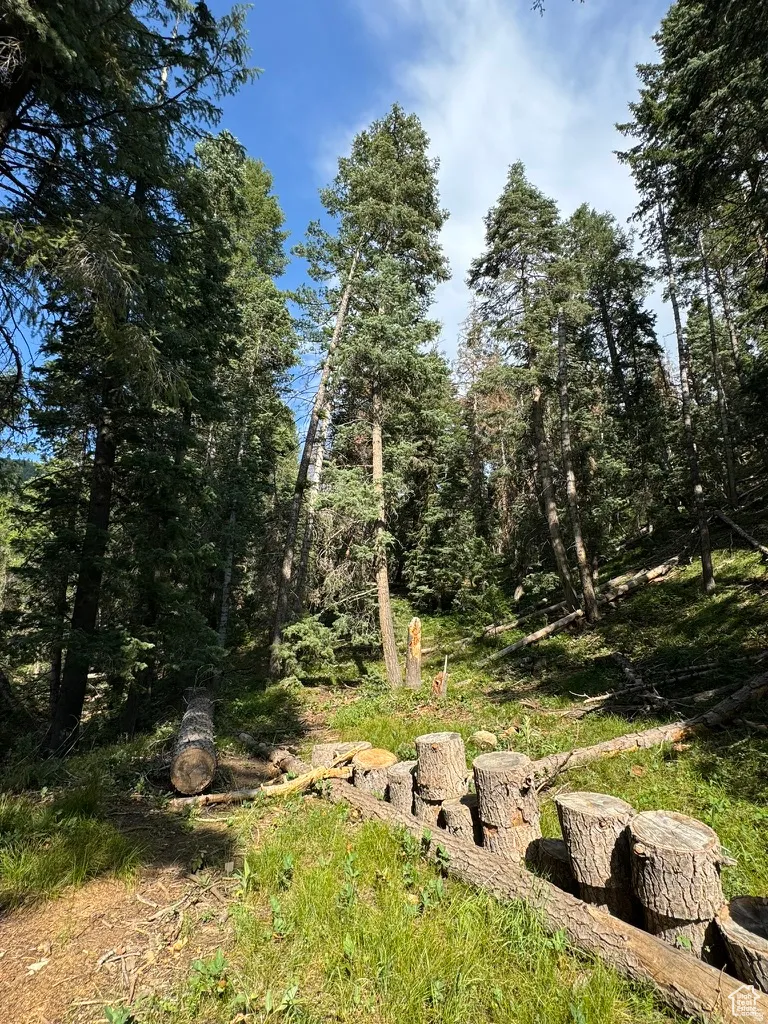 Wooded parcel featuring towering coniferous trees and natural ground cover