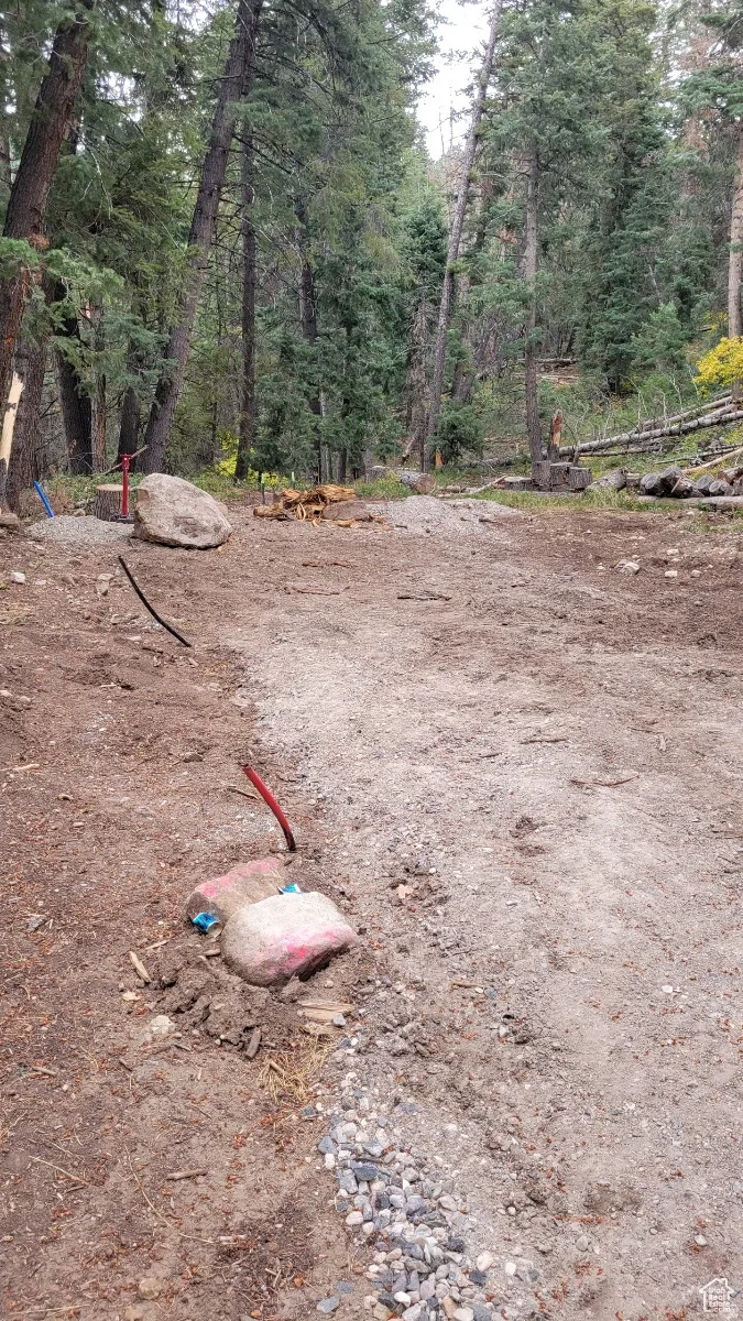Forested lot featuring mature evergreen trees and natural ground cover