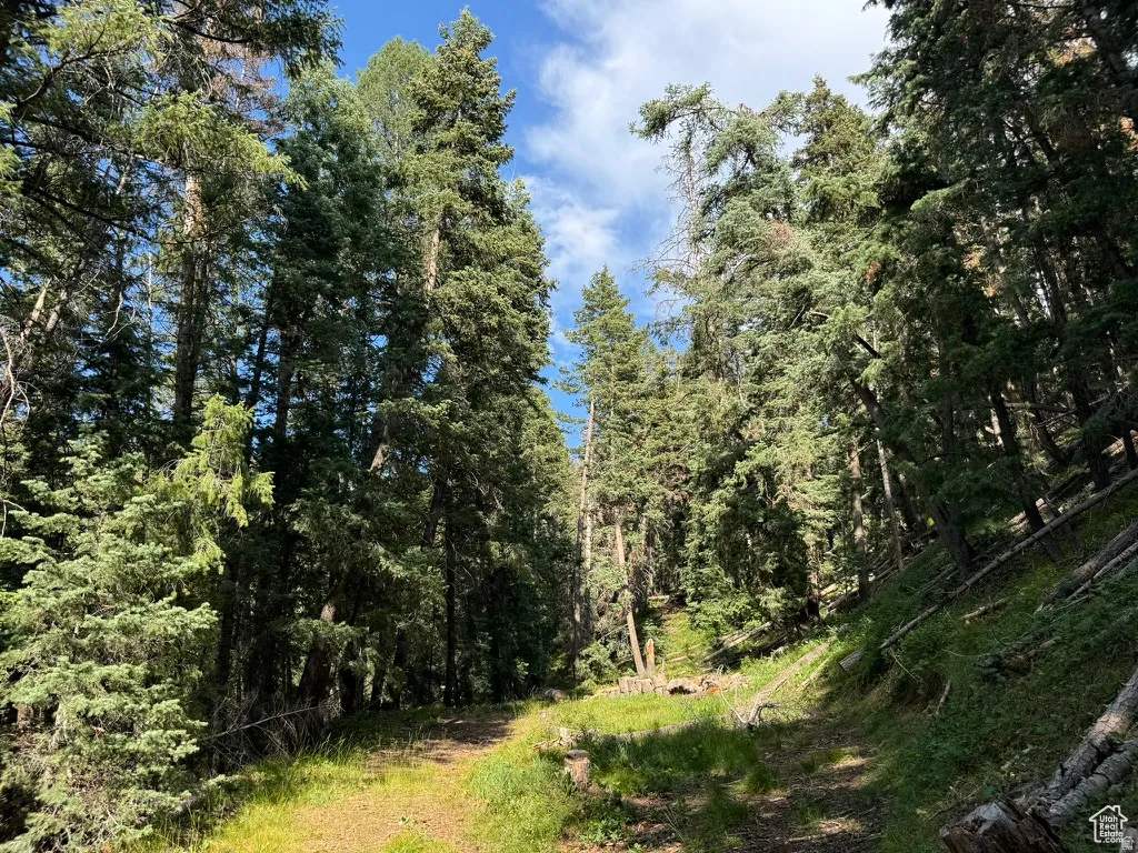 Wooded landscape featuring a natural path, abundant mature evergreen trees, and varying terrain