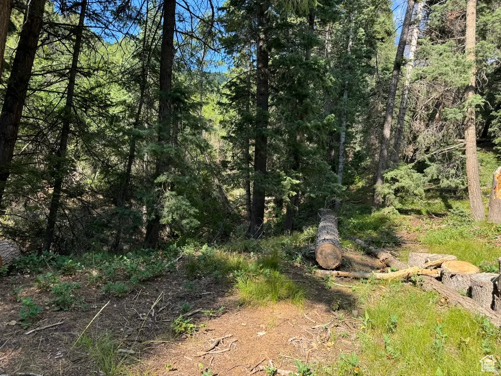Forested terrain featuring mature trees and natural ground cover