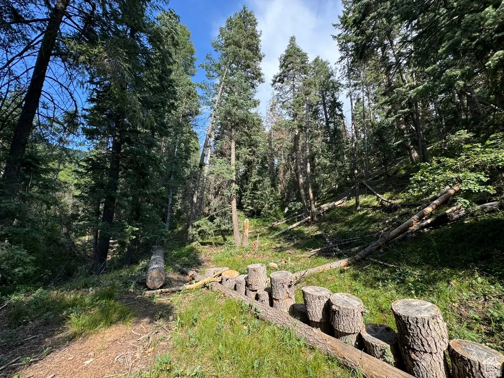 Wooded lot featuring mature evergreen trees and natural ground cover