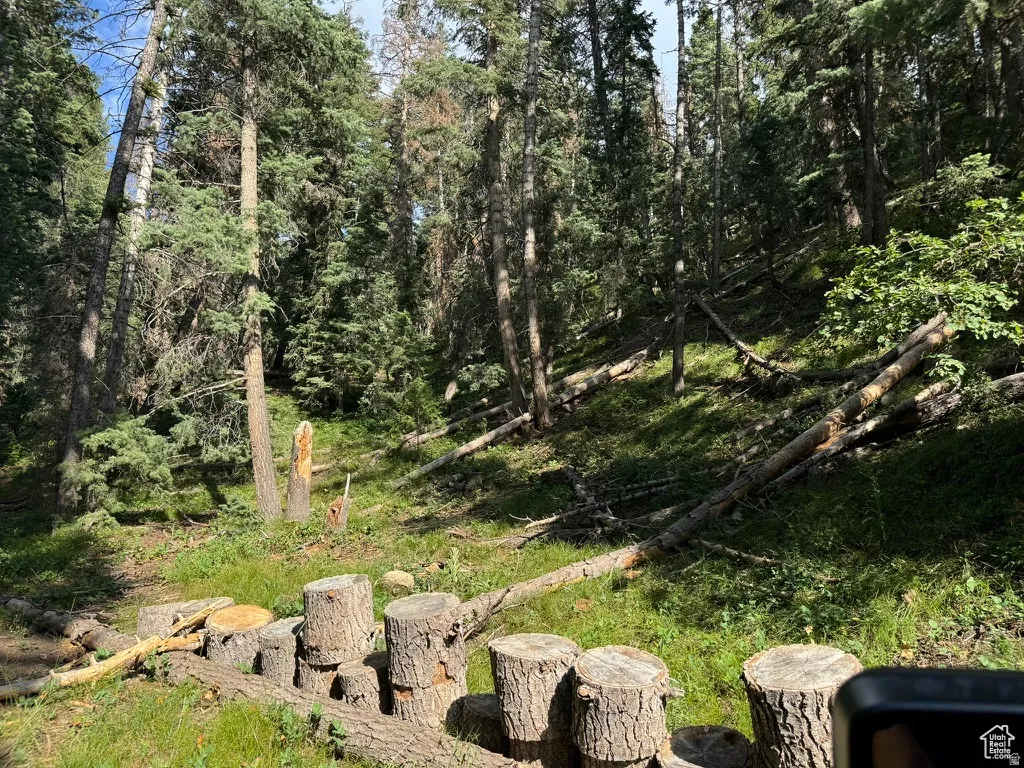 Wooded landscape featuring a natural incline, mature evergreen trees, and a series of cut log sections