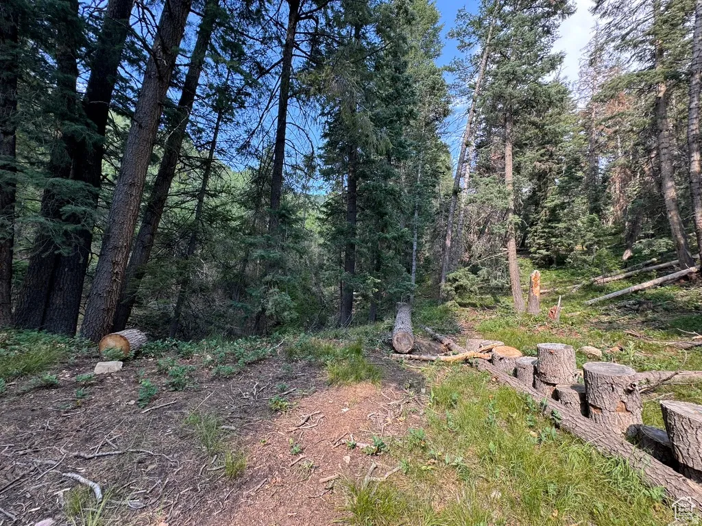 Wooded lot featuring mature evergreen trees, natural ground cover, and a gentle slope