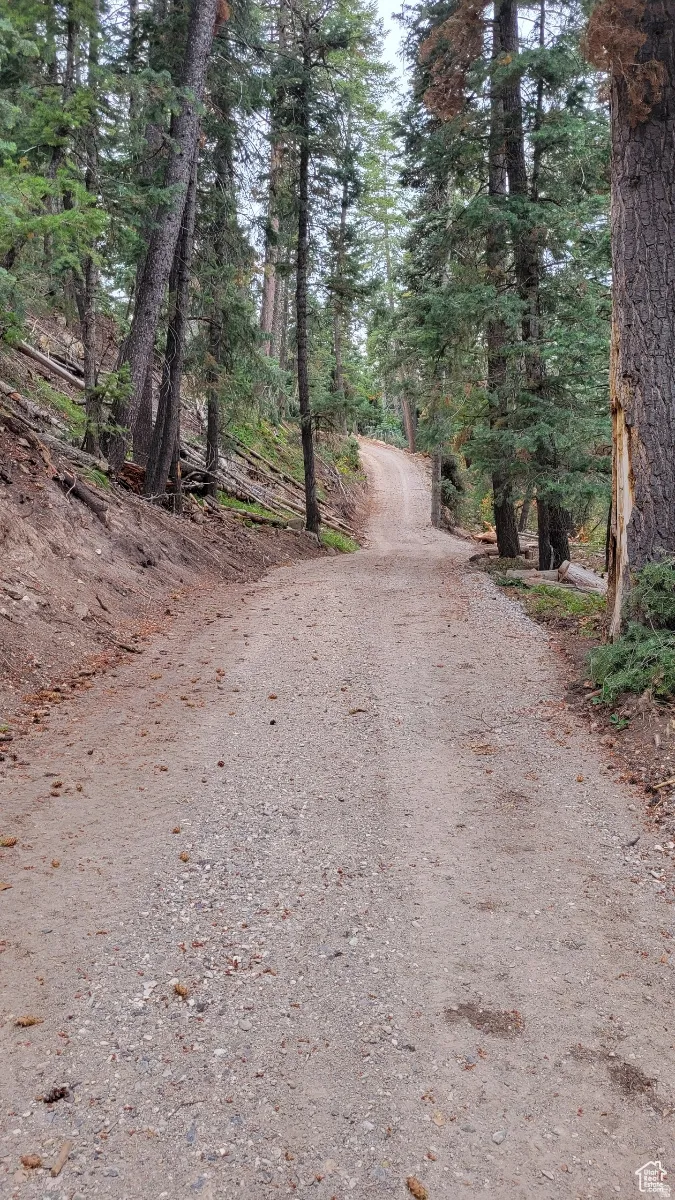 Gravel road ascending through a dense forest of evergreen trees