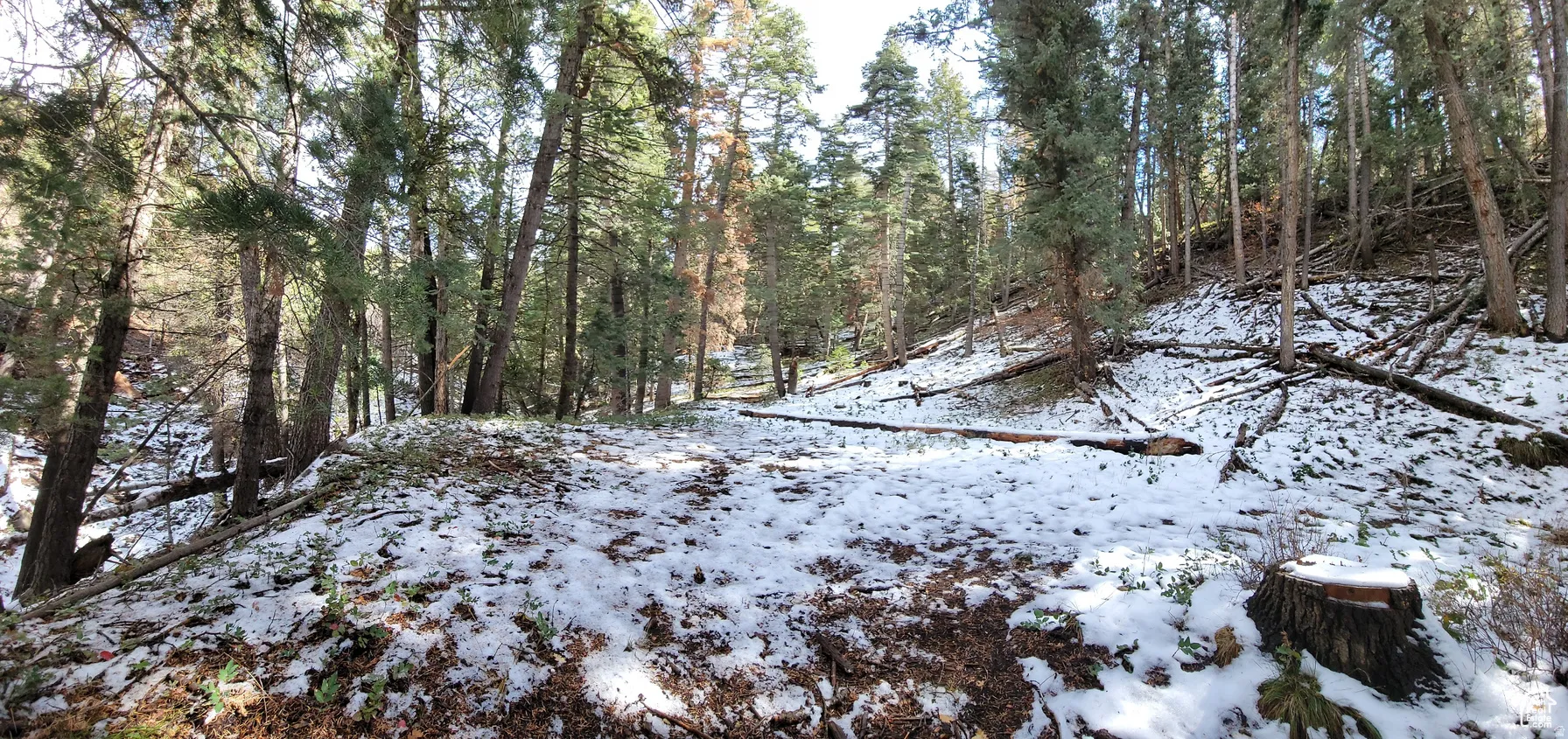Wooded property featuring a natural landscape and mature trees
