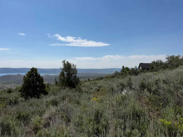 Expansive natural landscape with varied shrubbery and scattered trees