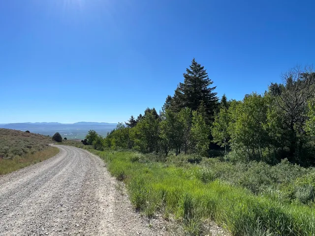 Gravel road bordered by natural vegetation and mature trees
