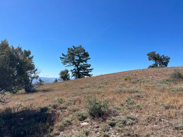 Expansive hillside terrain featuring mature evergreen trees and natural grasses under a clear sky