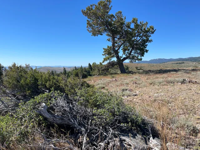 Expansive undeveloped land featuring natural foliage and distant mountain ranges under a clear sky