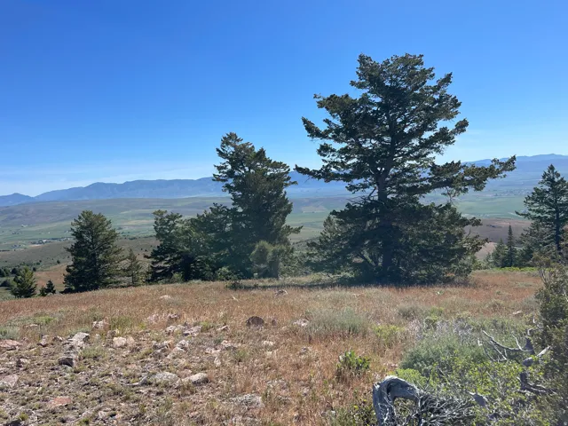 Expansive natural landscape featuring a prominent coniferous tree and distant mountain ranges