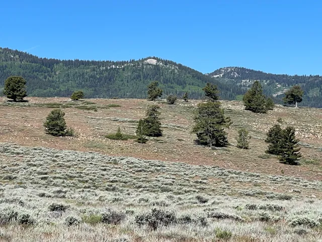 Expansive natural landscape featuring varied terrain with a mix of sagebrush, scattered evergreen trees, and distant forested mountains under a clear sky