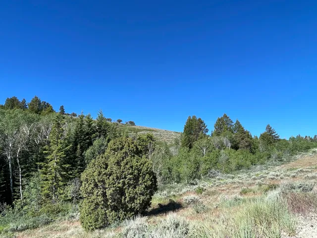 Sloping natural landscape featuring varied vegetation, including mature evergreen trees, deciduous trees, and natural grasses under a clear sky