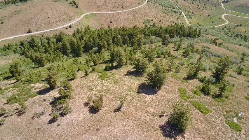 Rolling hillsides featuring natural vegetation and scattered evergreen trees