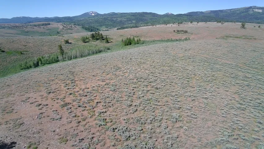 Expansive open land with undulating terrain, featuring scattered clusters of evergreen trees and distant mountainous horizons under a clear sky