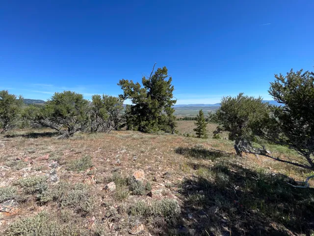 Expansive undeveloped terrain featuring a mix of mature evergreen trees and scattered shrubbery