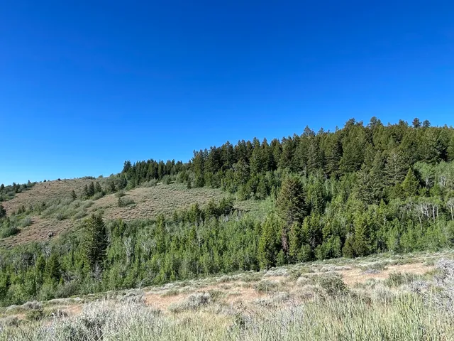 Expansive hillside property featuring diverse evergreen and deciduous tree coverage