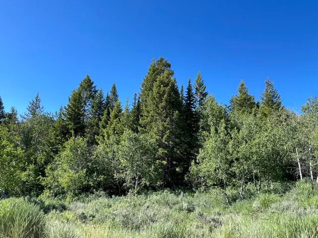 Expansive natural landscape featuring a dense forest of mature evergreen and deciduous trees, with varied undergrowth
