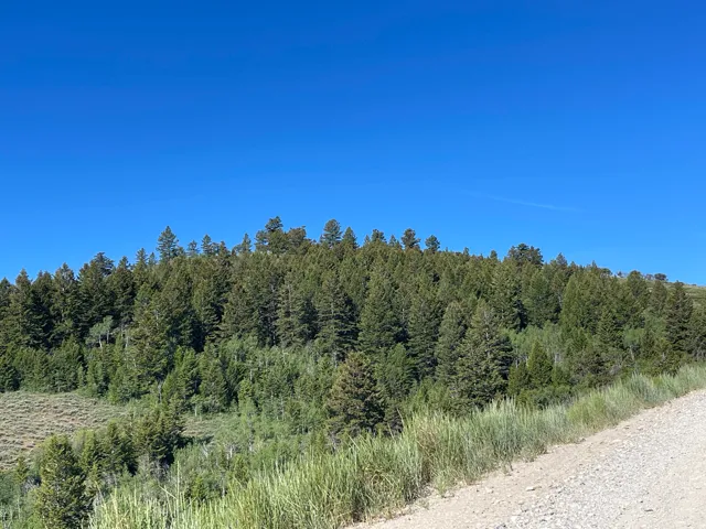 Wooded hillside featuring a variety of evergreen trees and abundant natural vegetation