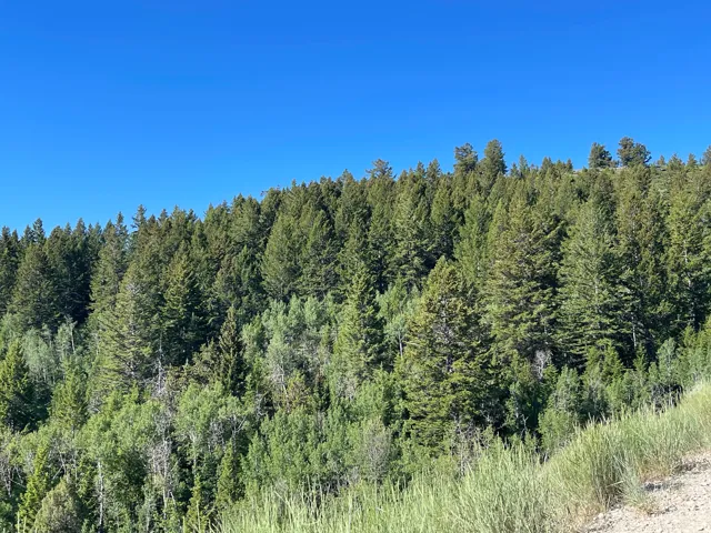 Forested terrain under a clear blue sky, featuring a dense canopy of mature evergreen trees and varied deciduous foliage