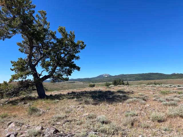 Expansive undeveloped land featuring natural vegetation and distant mountains under a clear sky