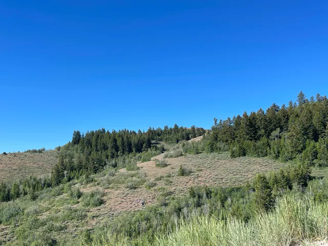 Expansive hillside property featuring mature evergreen trees and natural vegetation