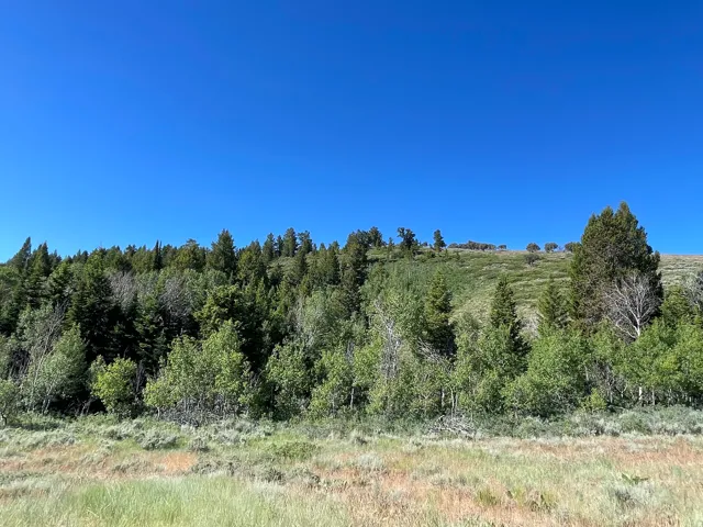 Expansive natural landscape featuring a clear blue sky, a dense forest line, a rolling hillside, and a mix of evergreen and deciduous trees