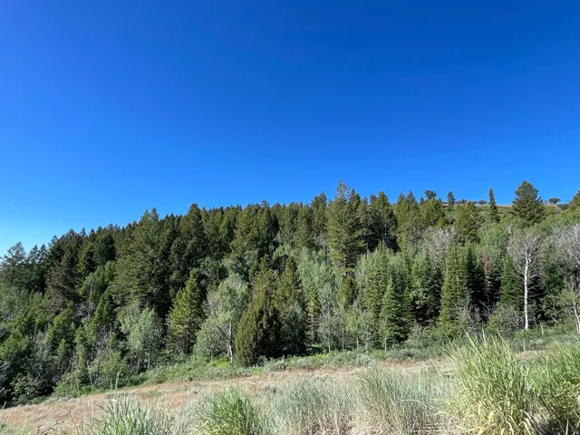 Expansive natural landscape featuring a diverse tree line and a clear blue sky