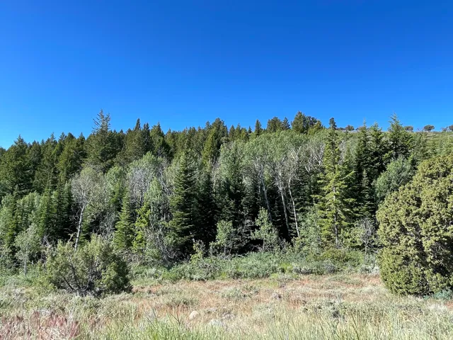 Expansive treed landscape featuring a variety of mature evergreens and deciduous trees