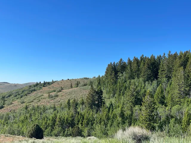 Expansive mountain terrain featuring diverse evergreen and deciduous trees