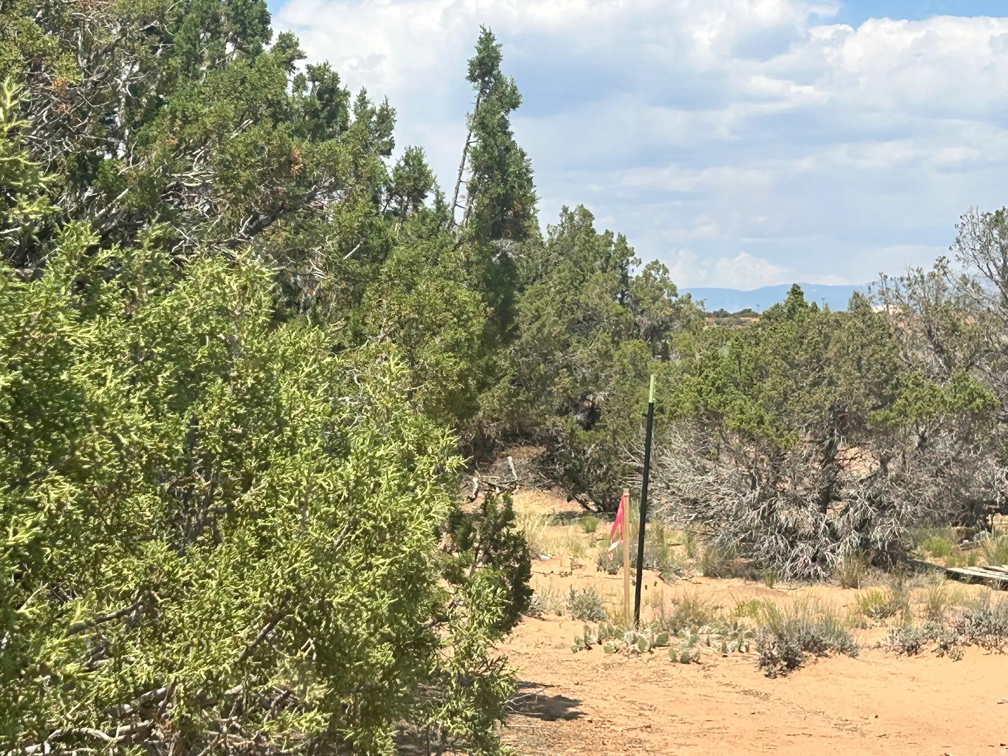 Natural landscape with abundant evergreen trees