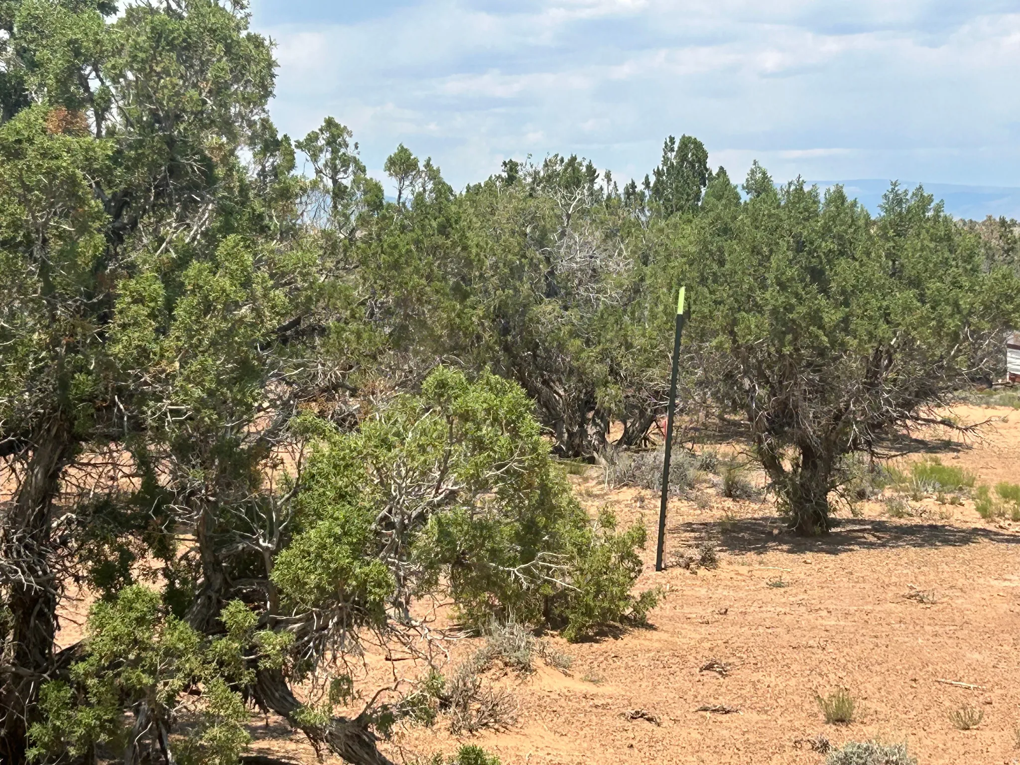 Natural desert landscaping featuring mature trees and arid ground cover