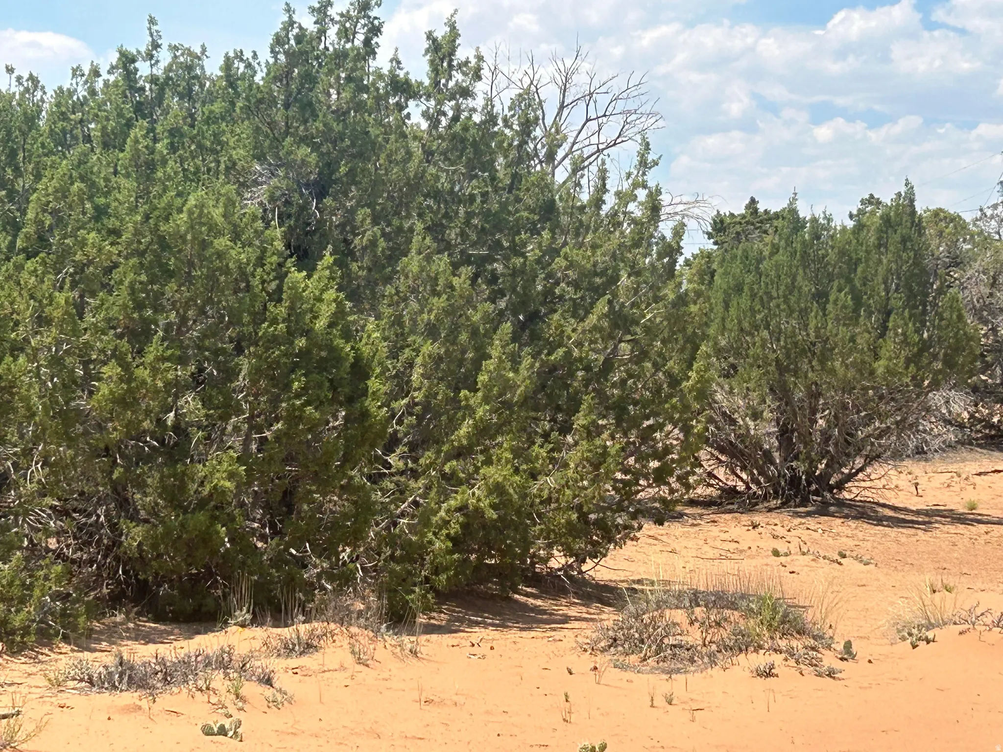 Expansive natural landscape featuring abundant green foliage and red sand terrain
