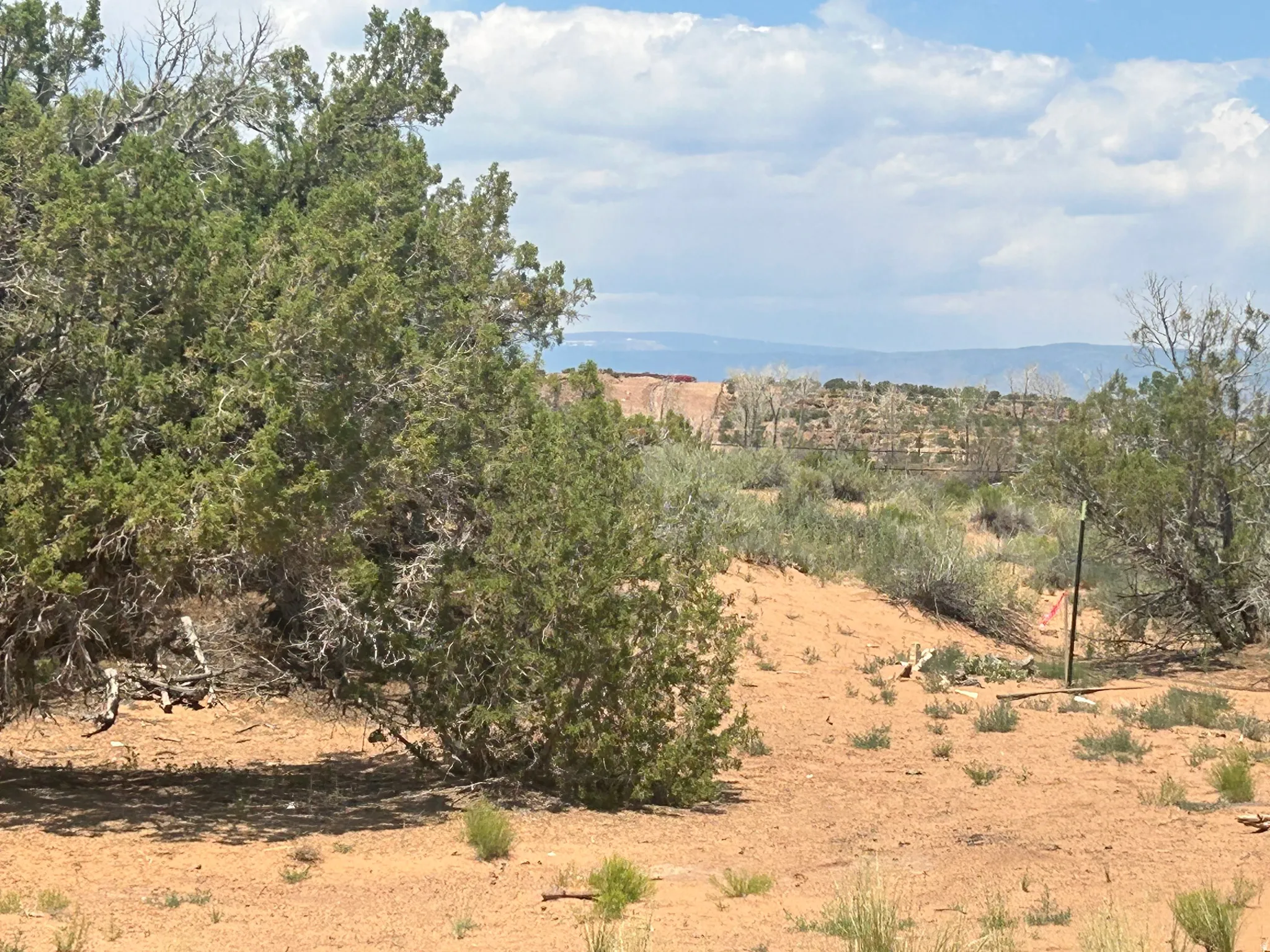 Open land featuring desert vegetation and clear skies