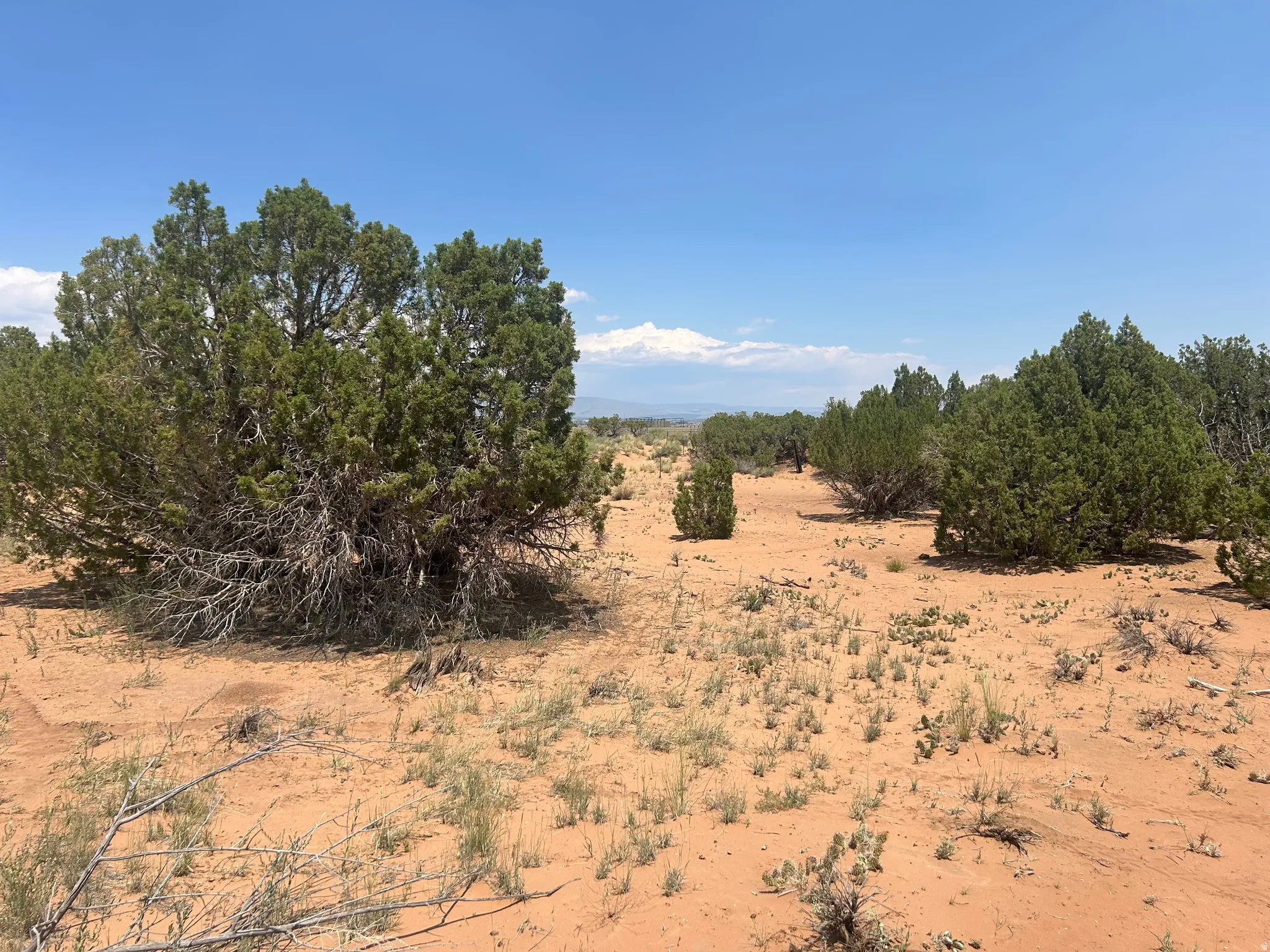 Expansive desert landscape featuring natural juniper trees, arid vegetation, red earth, and distant mountains under a clear sky