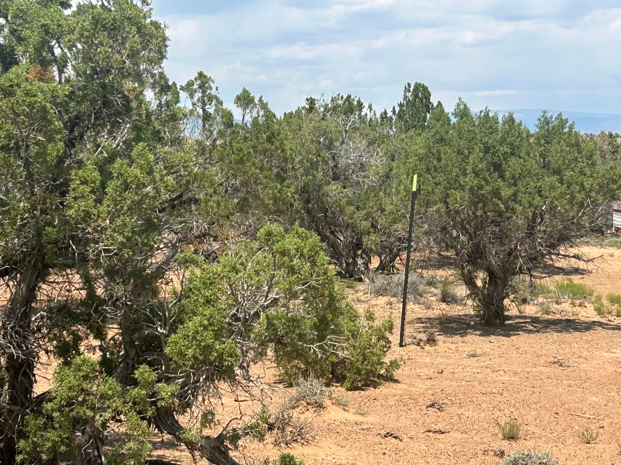 Natural desert landscaping featuring mature juniper trees and arid foliage