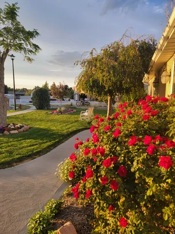 Landscaped front yard featuring a concrete pathway, a vibrant rose bush with red blooms, a manicured lawn, and mature trees