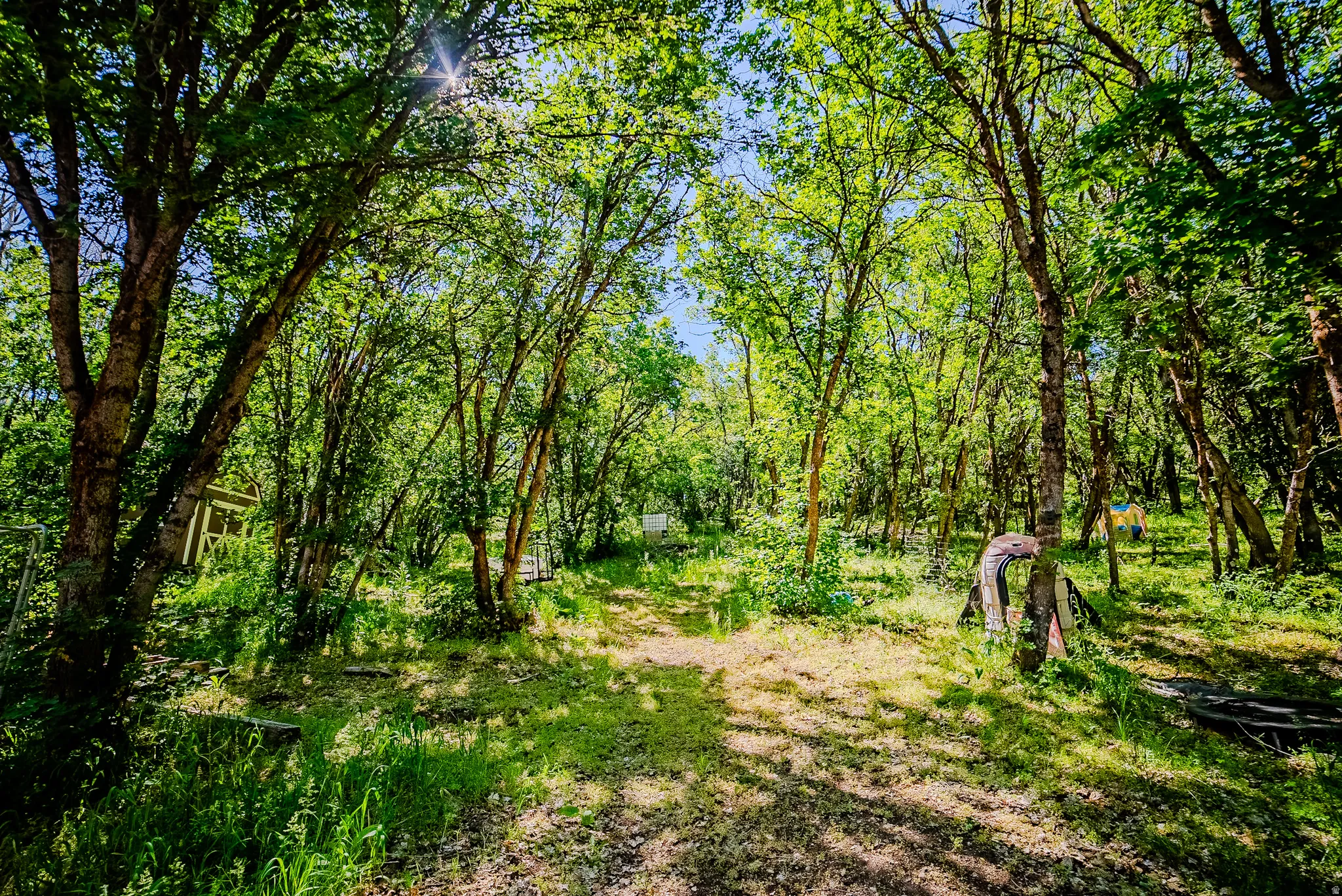 Wooded property featuring a natural pathway, mature deciduous trees, varied green foliage, and dappled sunlight
