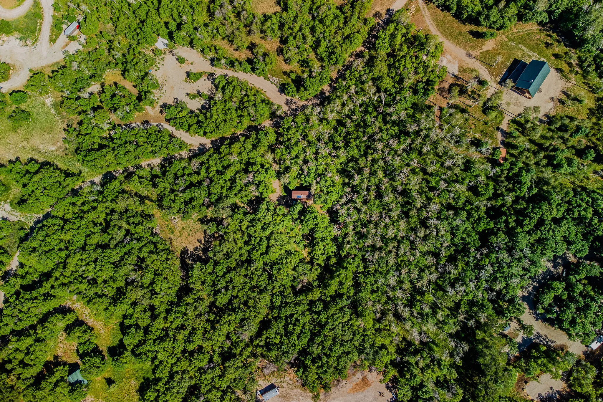 Expansive property featuring dense tree coverage and multiple clearings