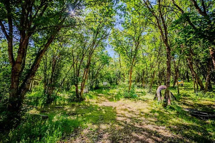 Wooded property featuring a natural pathway, mature deciduous trees, varied green foliage, and dappled sunlight
