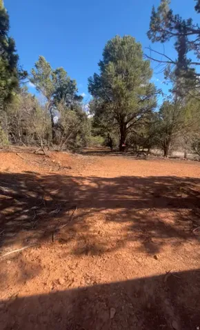 Natural landscape featuring mature trees and a clear, open path