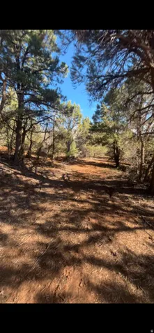 Wooded lot featuring mature evergreen trees and a clear path