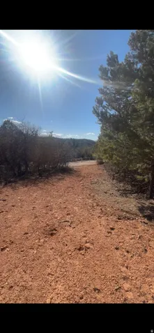 Unpaved pathway with natural ground cover, bordered by mature trees and varied vegetation