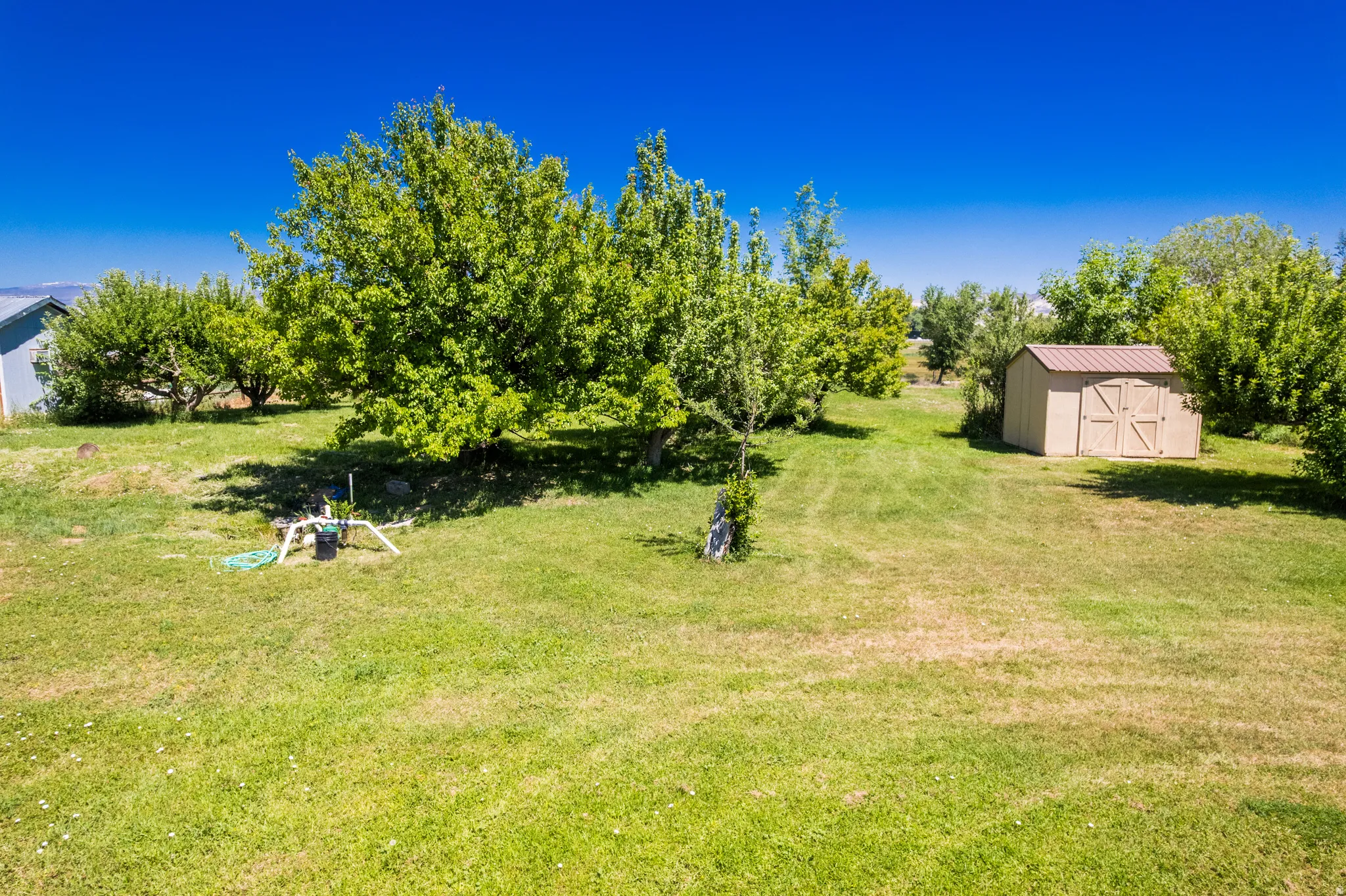 Expansive green lawn featuring mature trees and a detached shed with a brown roof