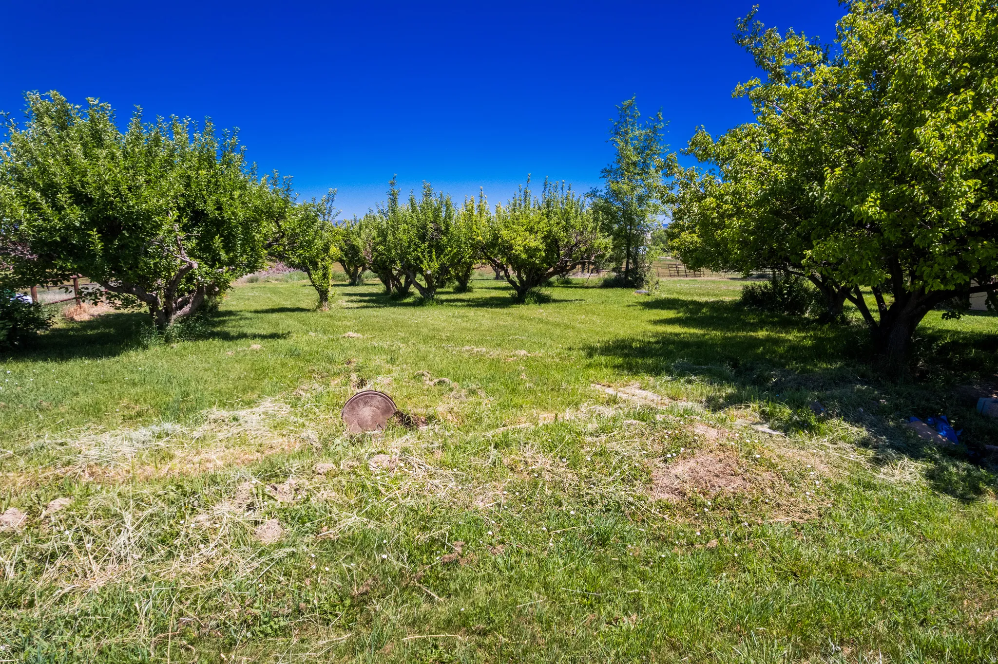 Expansive grassy area with numerous mature trees and a clear blue sky