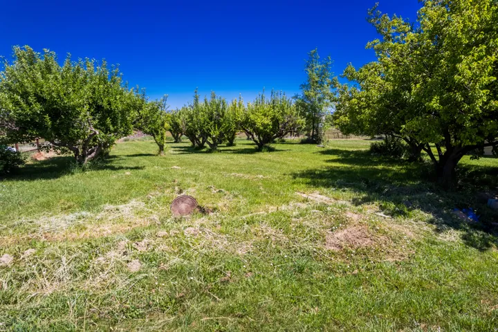 Expansive grassy area with numerous mature trees and a clear blue sky
