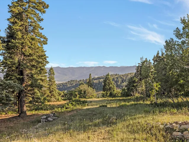 Expansive natural landscape featuring a sloped terrain, mature evergreen trees, and distant mountain ranges