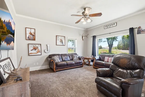 Living area featuring broad windows, crown molding, a ceiling fan with light fixture, and plush carpeting